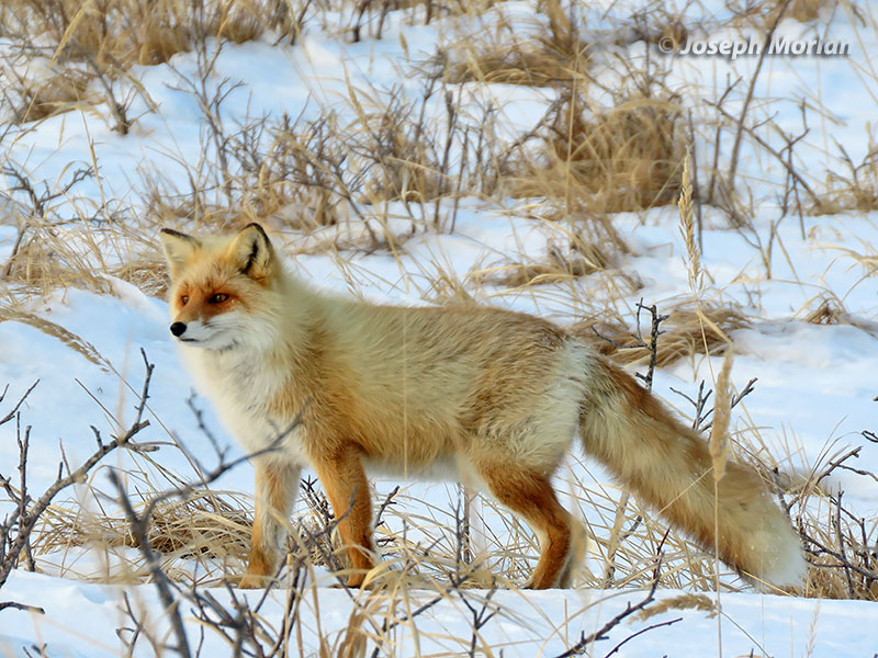 Red Fox (Vulpes vulpes schrencki) 