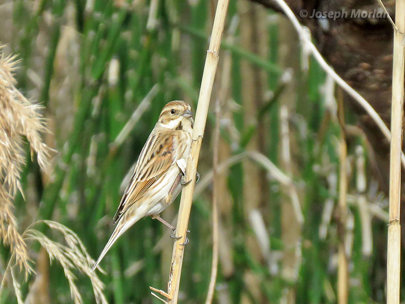 Reed Bunting (Emberiza schoeniclus) 