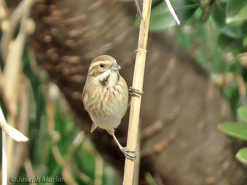 Reed Bunting (Emberiza schoeniclus) 