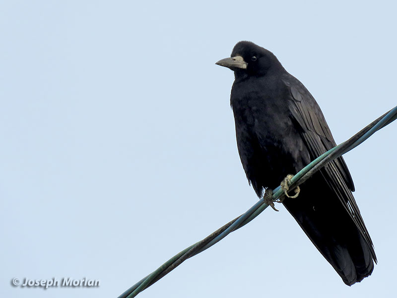 Rook (Corvus frugilegus) 
