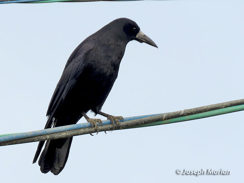 Rook (Corvus frugilegus) 