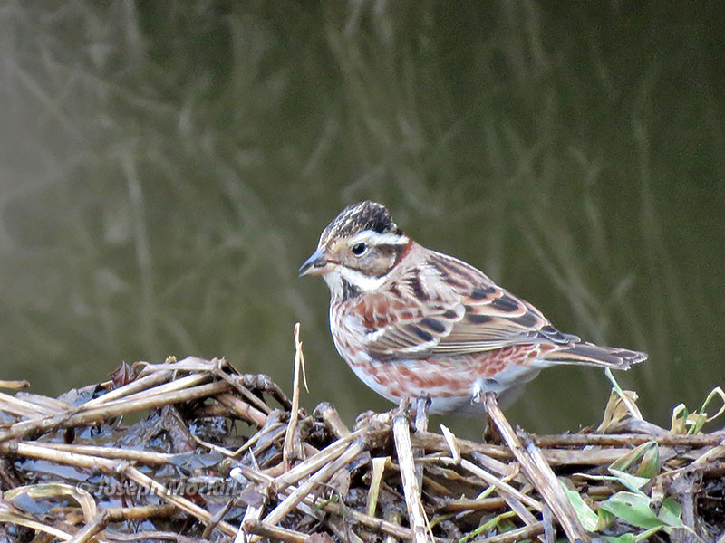Rustic Bunting (Emberiza rustica)