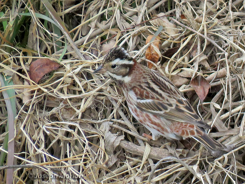 Rustic Bunting (Emberiza rustica)