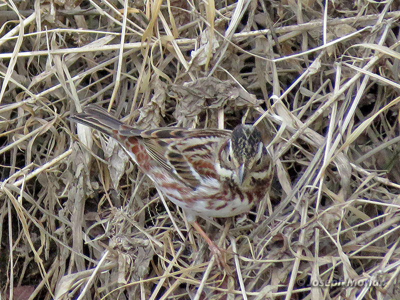 Rustic Bunting (Emberiza rustica)