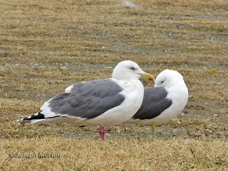 Slaty-backed Gull (Larus schistisagus)