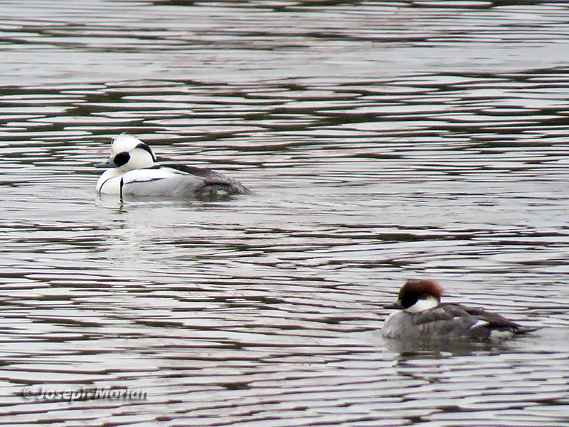Smew (Mergellus albellus) 