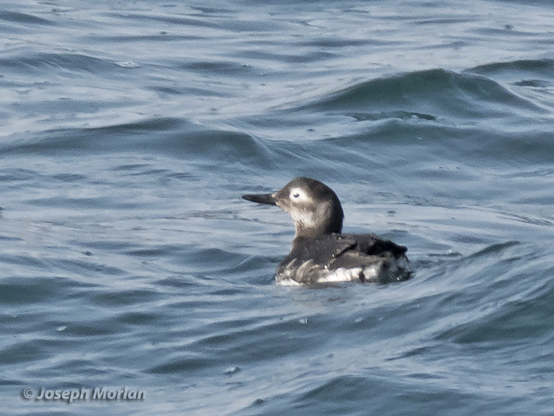 Spectacled Guillemot (Cepphus carbo) 