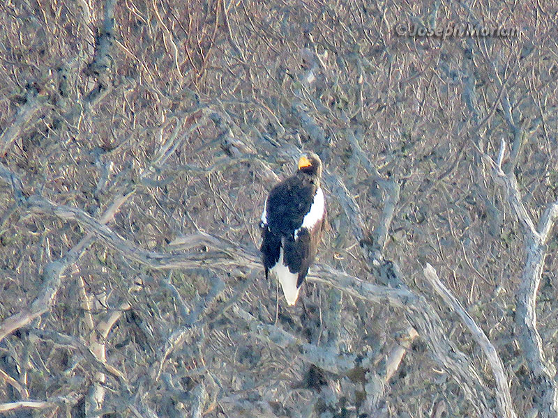 Steller's Sea-Eagle (Haliaeetus pelagicus)