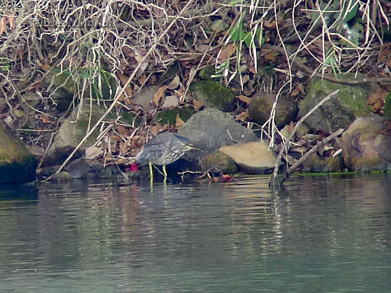 Striated Heron (Butorides striata amurensis) 