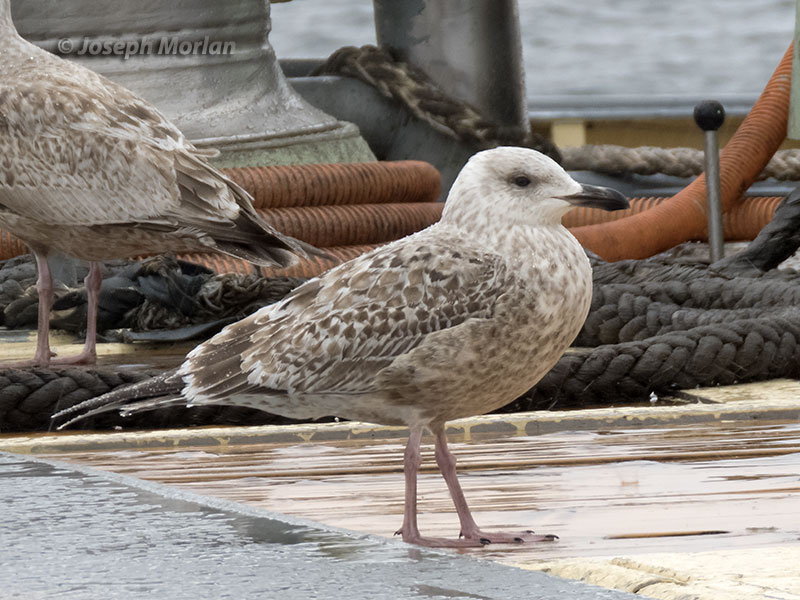 Herring Gull (Larus argentatus vegae)