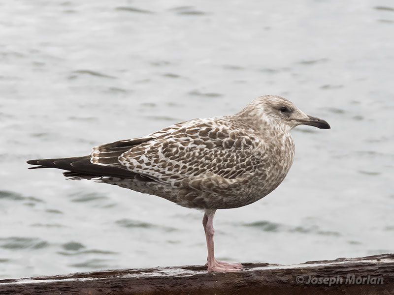 Herring Gull (Larus argentatus vegae)