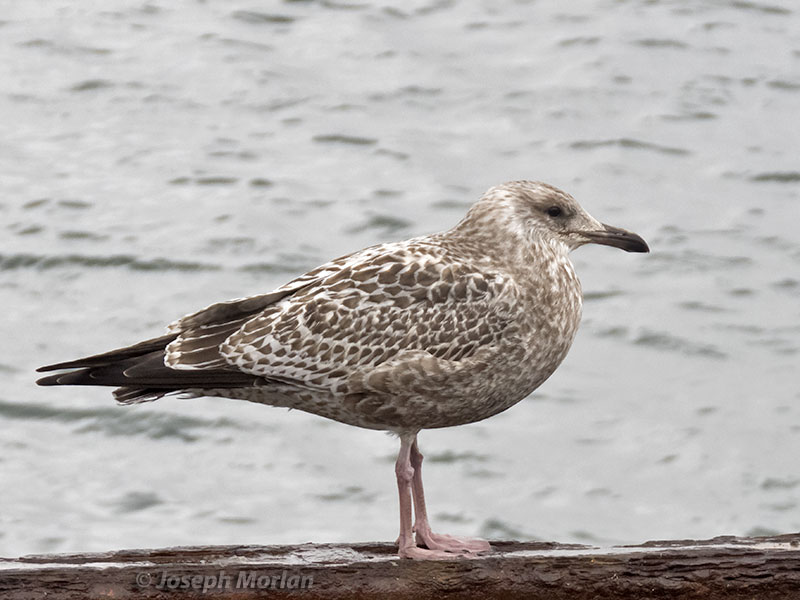 Herring Gull (Larus argentatus vegae)