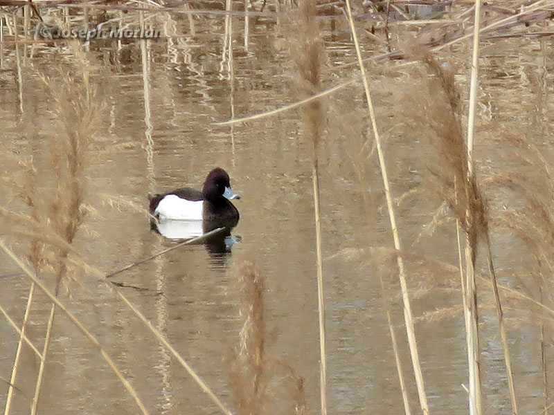 Tufted Duck (Aythya fuligula) 