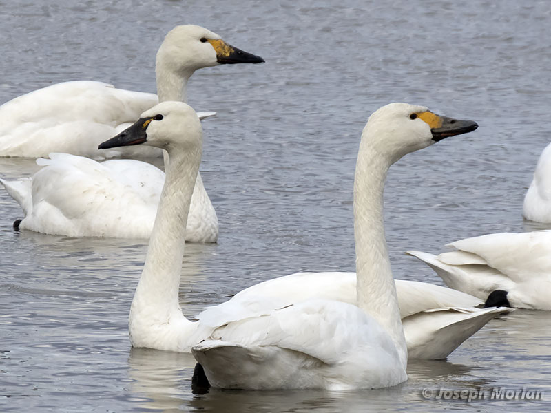 Tundra Swan (Cygnus columbianus)
