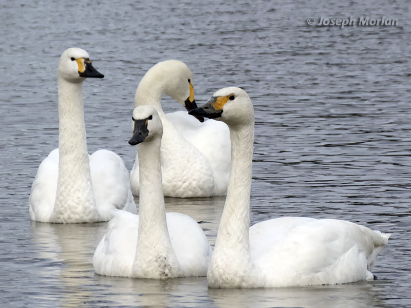 Tundra Swan (Cygnus columbianus)