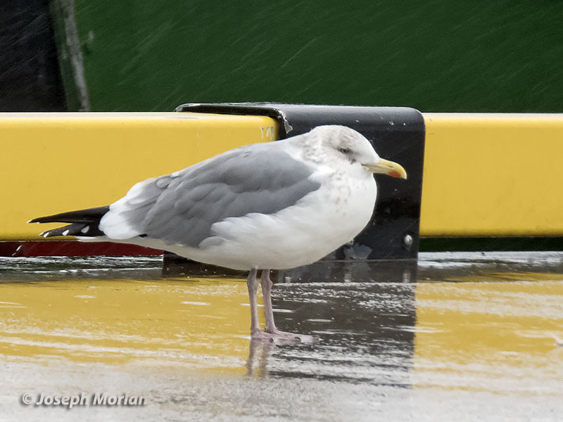 Herring Gull (Larus argentatus vegae)