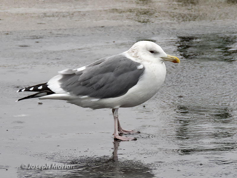 Herring Gull (Larus argentatus vegae)