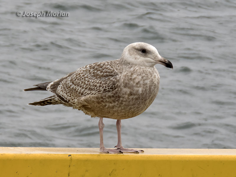 Herring Gull (Larus argentatus vegae)