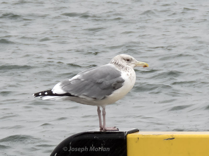 Herring Gull (Larus argentatus vegae)