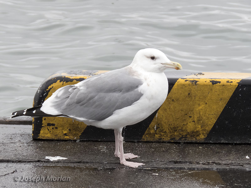 Herring Gull (Larus argentatus vegae)