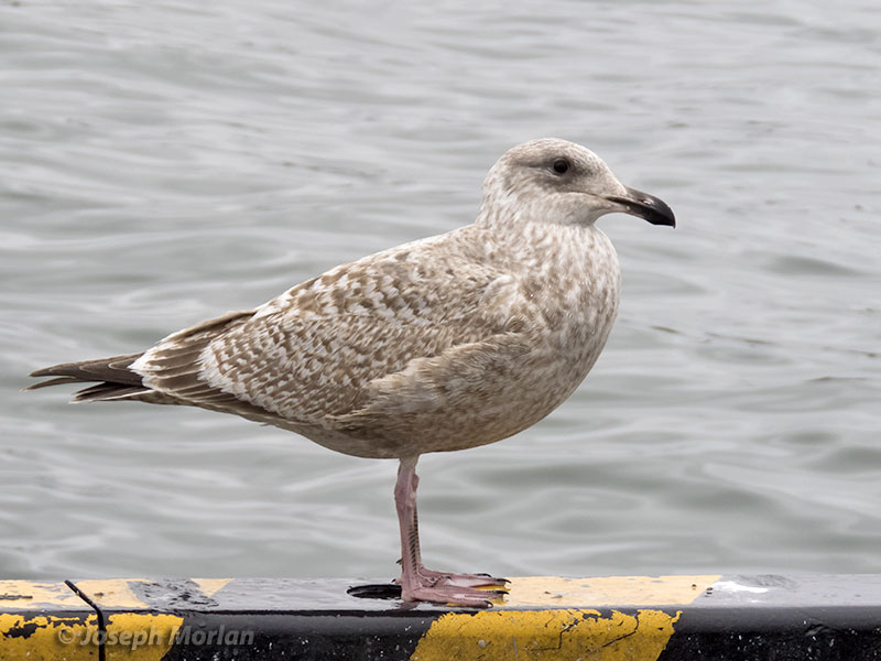 Herring Gull (Larus argentatus vegae)