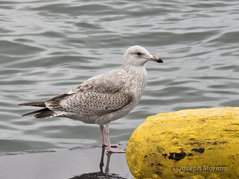 Herring Gull (Larus argentatus vegae)