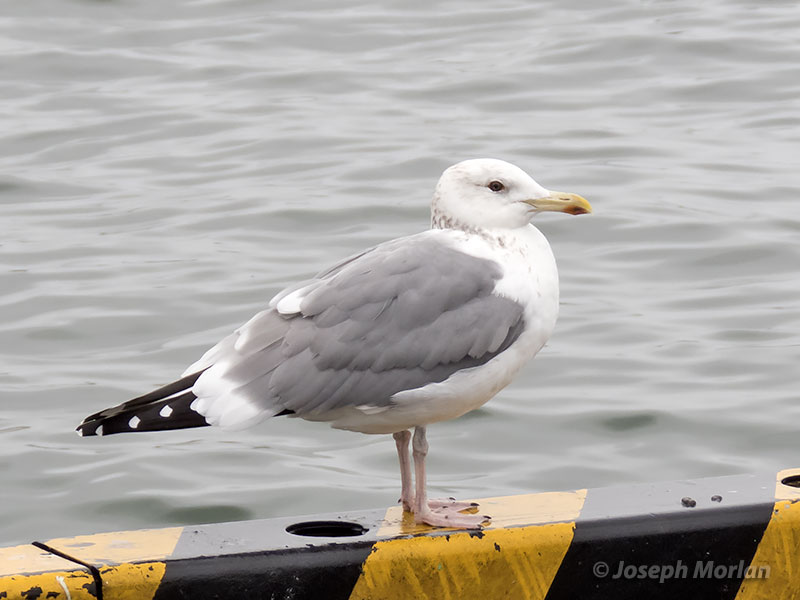 Herring Gull (Larus argentatus vegae)