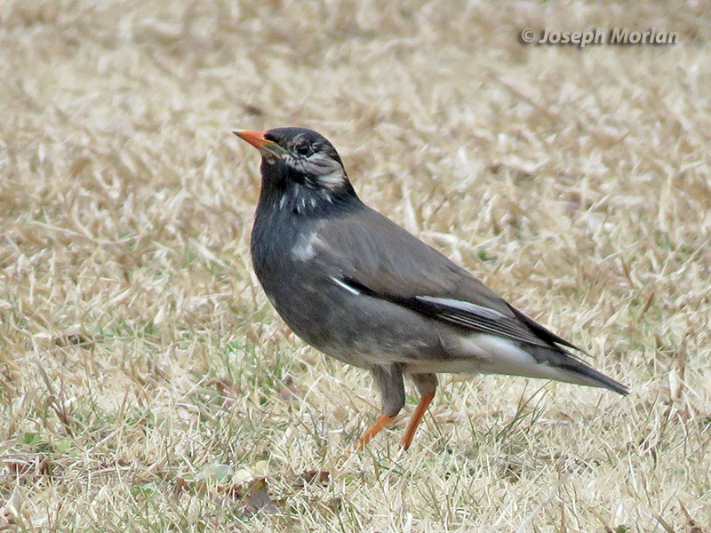 White-cheeked Starling (Spodiopsar cineraceus) 