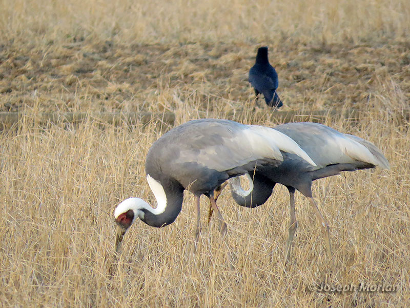 White-naped Crane (Antigone vipio) 