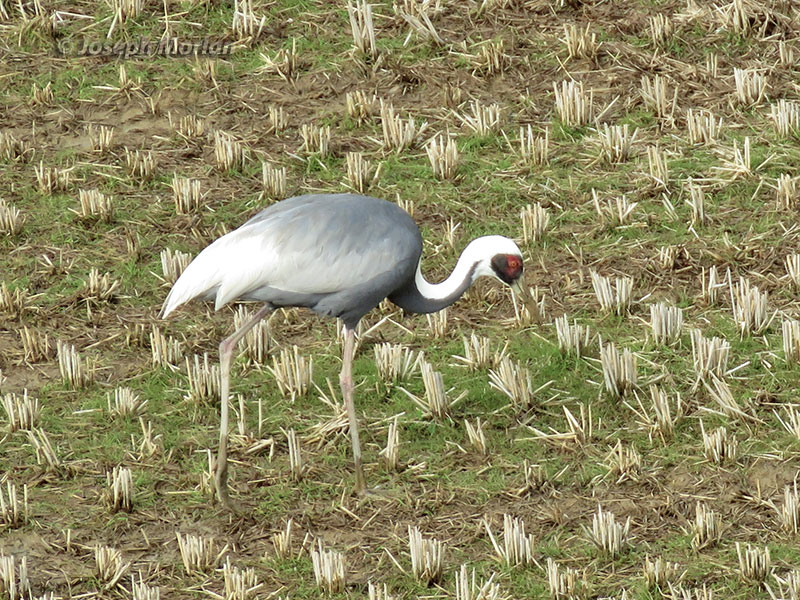 White-naped Crane (Antigone vipio) 