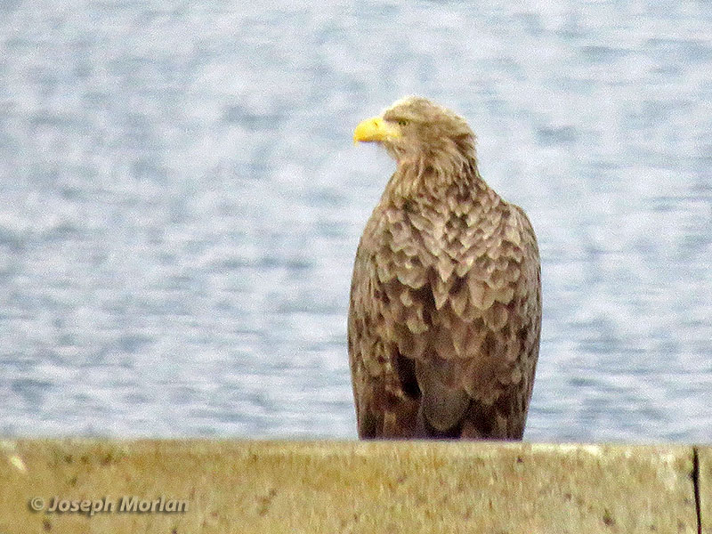 White-tailed Eagle (Haliaeetus albicilla)