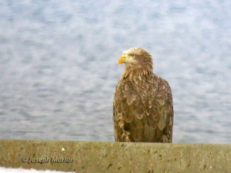 White-tailed Eagle (Haliaeetus albicilla)
