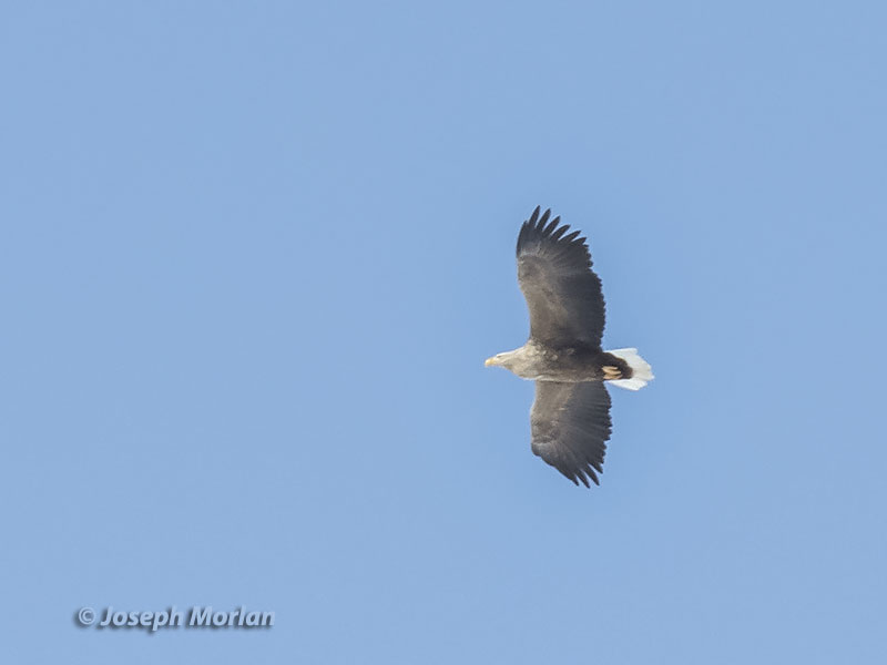 White-tailed Eagle (Haliaeetus albicilla)