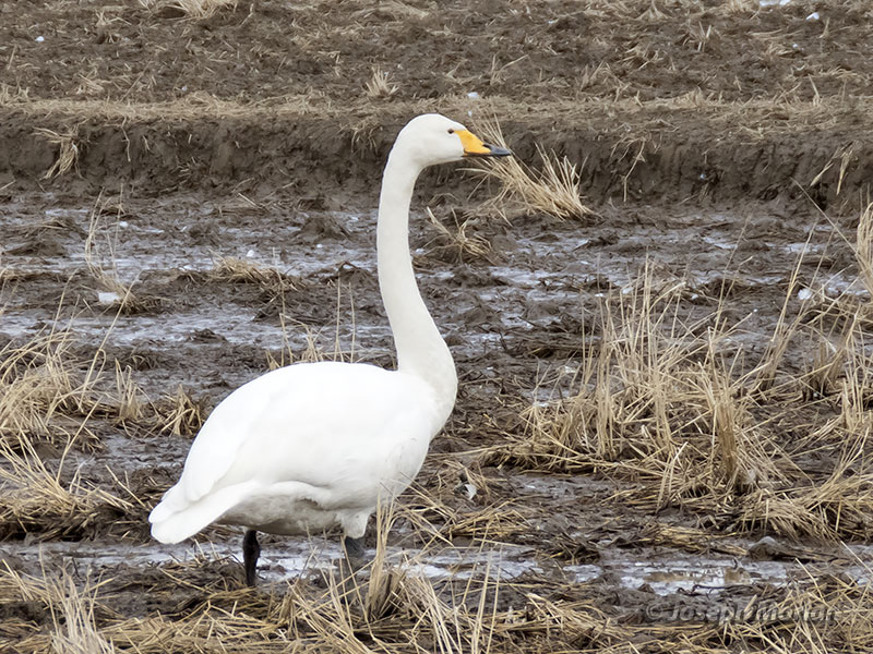 Whooper Swan (Cygnus cygnus) 