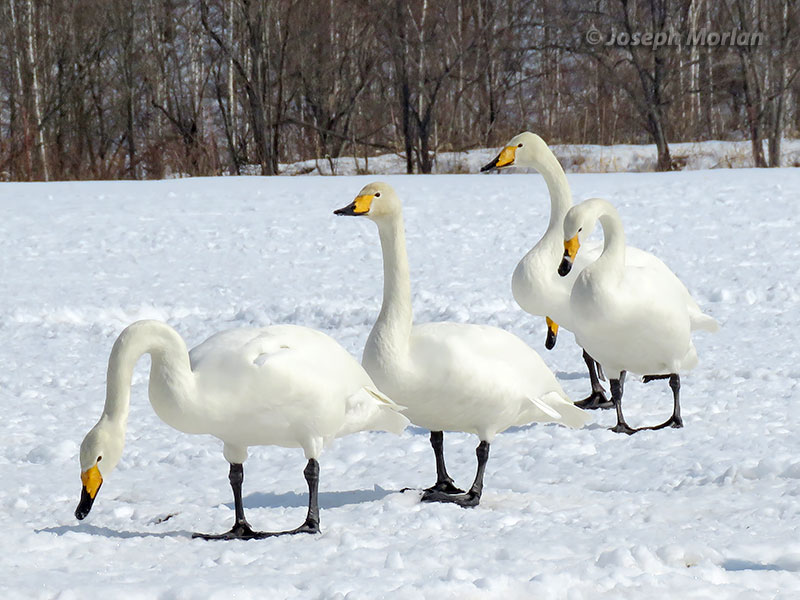 Whooper Swan (Cygnus cygnus) 