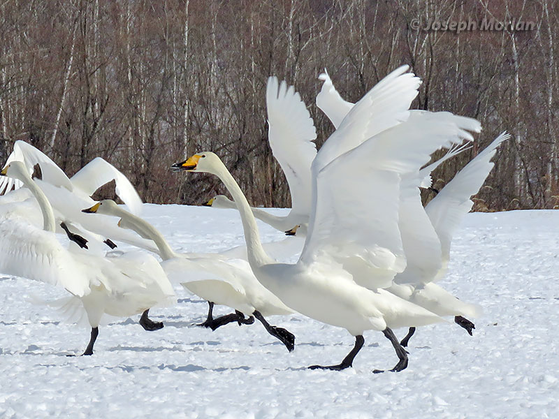 Whooper Swan (Cygnus cygnus) 