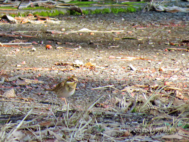 Yellow-throated Bunting (Emberiza elegans) 