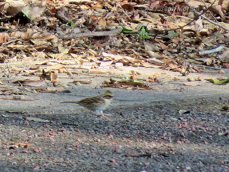 Yellow-throated Bunting (Emberiza elegans) 