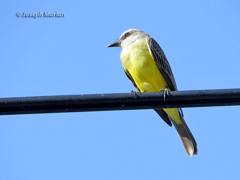 Tropical Kingbird (Tyrannus melancholicus satrapa)