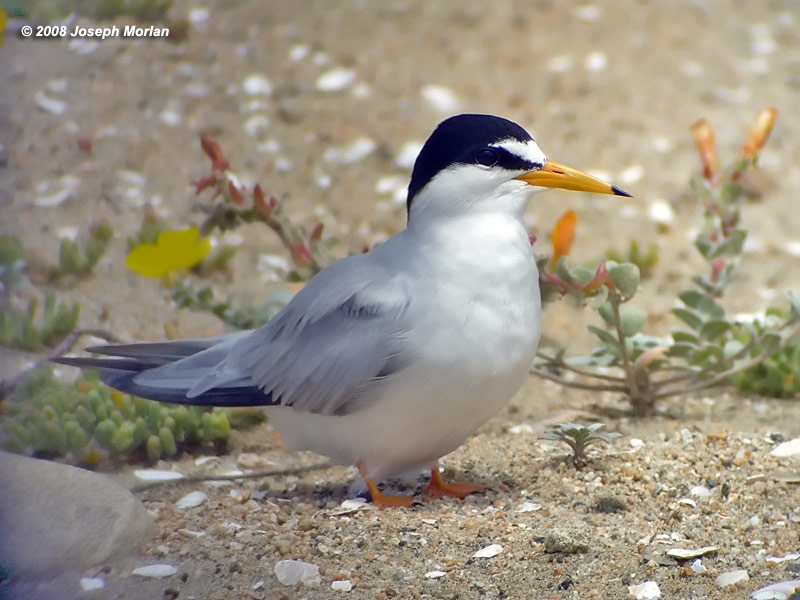 Least Tern (Sternula antillarum browni) 