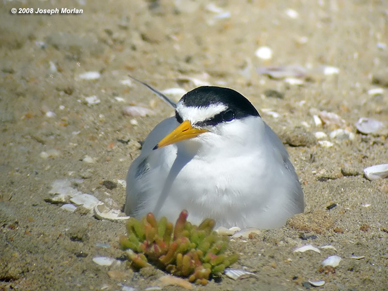 Least Tern (Sternula antillarum browni) 