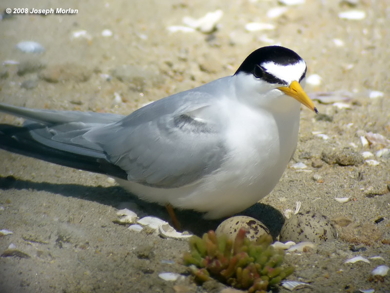 Least Tern (Sternula antillarum browni) 