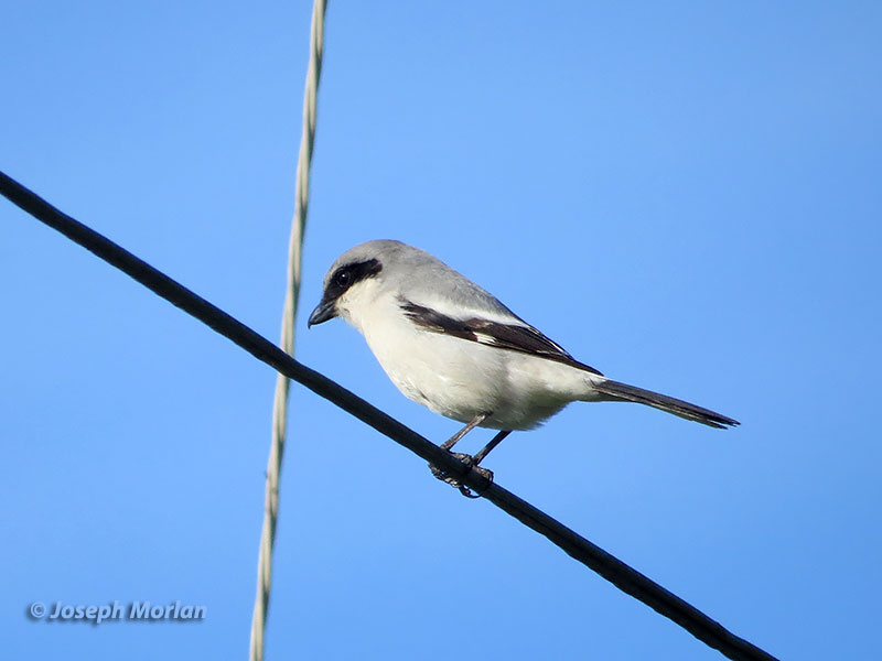 Loggerhead Shrike (Lanius ludovicianus gambeli) 