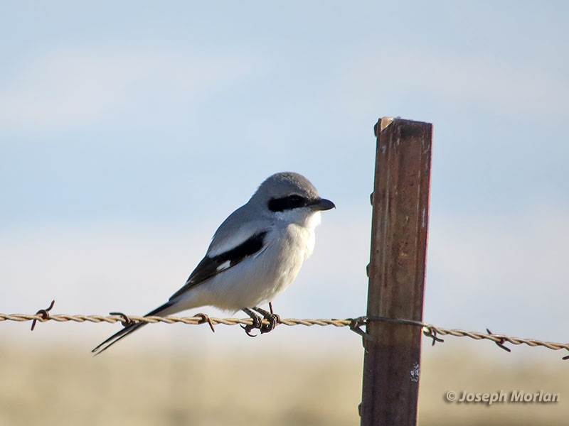 Loggerhead Shrike (Lanius ludovicianus gambeli) 