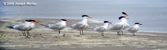 Royan&SandwichTernsP1050718