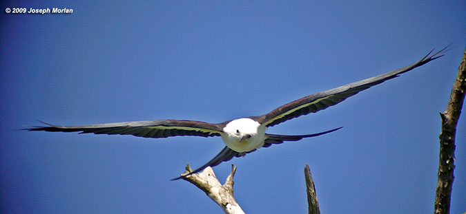 Swallow-tailedKiteP1050847