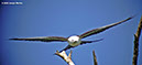Swallow-tailedKiteP1050847