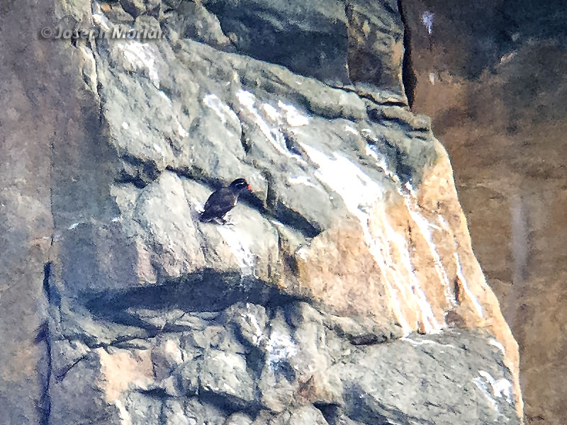 Parakeet Auklet (Aethia psittacula)