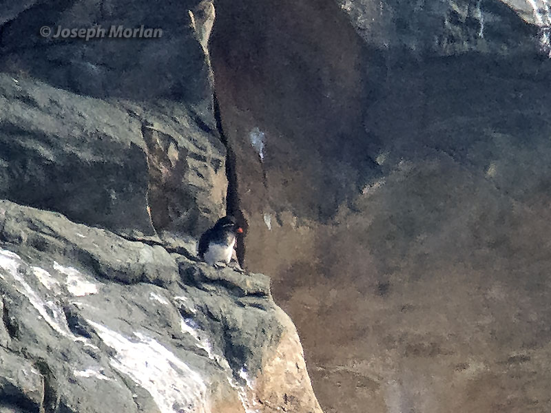 Parakeet Auklet (Aethia psittacula)