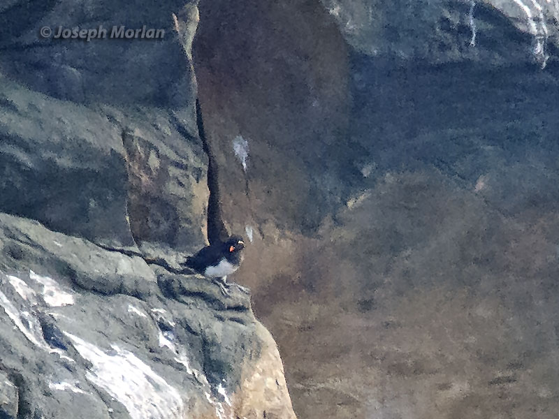 Parakeet Auklet (Aethia psittacula)